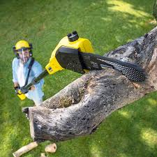 Best Tree Preservation Services  in Mount Holly, NC