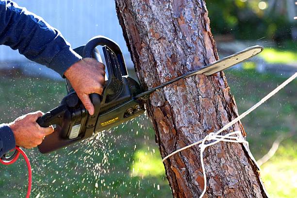 Best Storm Damage Tree Cleanup  in Mount Holly, NC