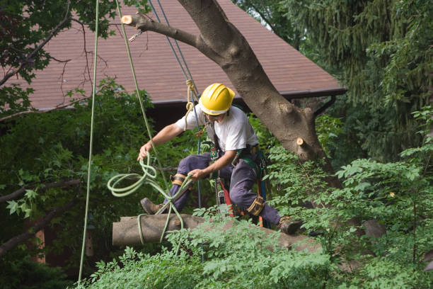 Professional Tree Care in Mount Holly, NC