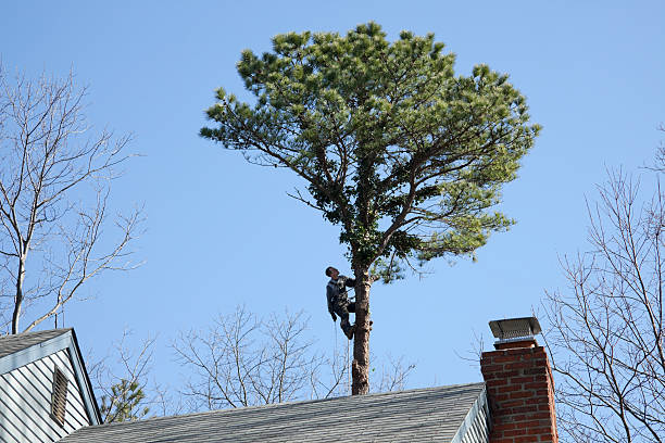 How Our Tree Care Process Works  in  Mount Holly, NC